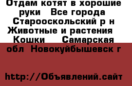 Отдам котят в хорошие руки - Все города, Старооскольский р-н Животные и растения » Кошки   . Самарская обл.,Новокуйбышевск г.